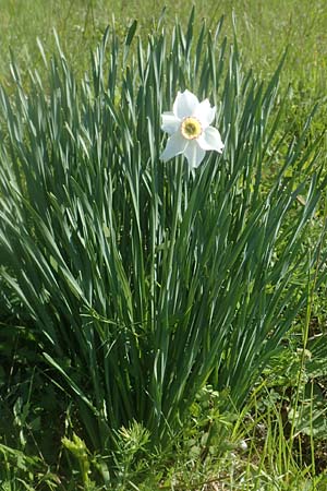 Narcissus poeticus / Poet's Narcissus, D Tübingen 7.5.2016