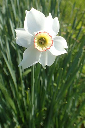 Narcissus poeticus \ Dichter-Narzisse, Weie Narzisse, D Tübingen 7.5.2016