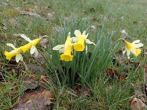 Narcissus pseudonarcissus \ Gelbe Narzisse, Osterglocke / Wild Daffodil, D Simmerath 17.4.2023