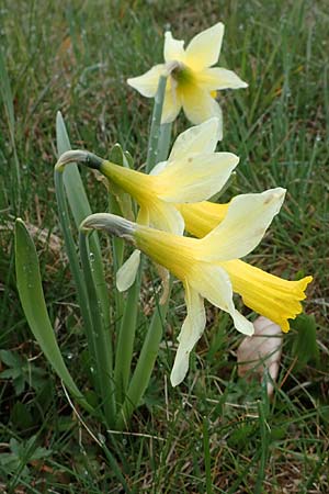 Narcissus pseudonarcissus \ Gelbe Narzisse, Osterglocke, D Simmerath 17.4.2023