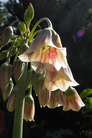 Allium siculum \ Sizilianischer Honig-Lauch, D  8.6.2013