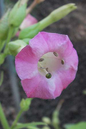 Nicotiana tabacum \ Virginischer Tabak / Virginian Tobacco, D Botan. Gar.  Universit.  Mainz 4.8.2007