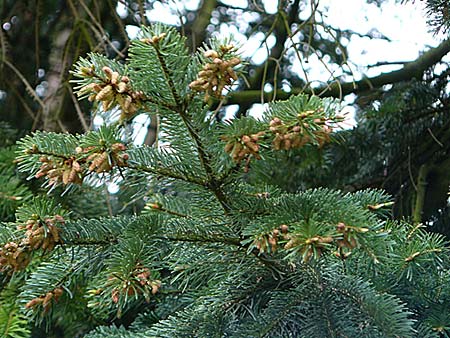 Abies nordmanniana \ Nordmann-Tanne, Kaukasus-Tanne / Nordmann Fir, Caucasian Fir, D Weinheim an der Bergstraße, Botan. Gar.  Hermannshof 1.5.2016