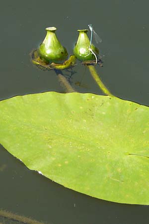 Nuphar lutea \ Teichrose, Groe Mummel / Yellow Water Lily, D Runkel an der Lahn 1.8.2015