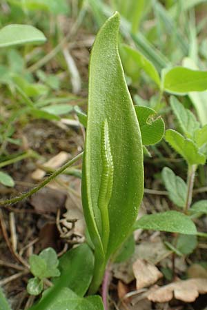 Ophioglossum vulgatum \ Gemeine Natternzunge / Adder's-Tongue, D Oberlaudenbach 28.4.2018