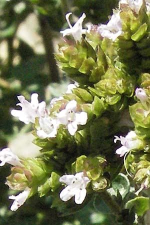 Origanum syriacum \ Syrischer Oregano, D Botan. Gar.  Universit.  Mainz 4.8.2007