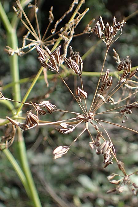 Chaerophyllum bulbosum \ Rben-Klberkropf, Knollenkerbel / Turip-Rooted Chervil, D Hamburg 12.9.2021