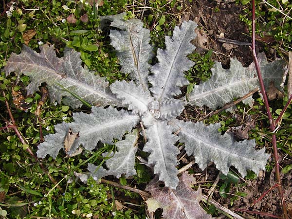 Onopordum acanthium \ Gewhnliche Esels-Distel, D Heidelberg 7.3.2015