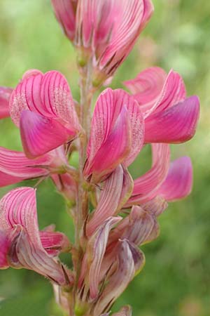 Onobrychis arenaria \ Sand-Esparsette / Hungarian Sainfoin, D Neuleiningen 15.6.2016