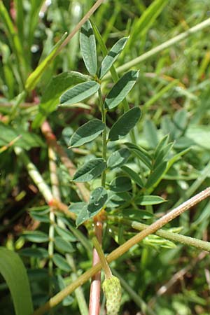 Onobrychis arenaria \ Sand-Esparsette / Hungarian Sainfoin, D Neuleiningen 15.6.2016