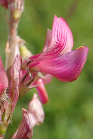 Onobrychis arenaria \ Sand-Esparsette / Hungarian Sainfoin, D Neuleiningen 15.6.2016