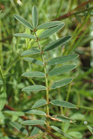 Onobrychis arenaria \ Sand-Esparsette, D Neuleiningen 15.6.2016