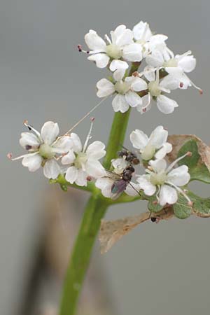 Oenanthe aquatica \ Groer Wasserfenchel, Pferdesaat / Fine-Leaved Water Dropwort, D Neustadt an der Aisch 2.10.2016