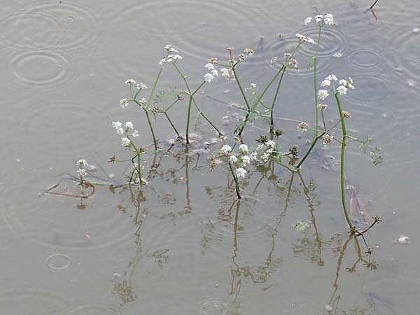 Oenanthe aquatica \ Groer Wasserfenchel, Pferdesaat / Fine-Leaved Water Dropwort, D Neustadt an der Aisch 2.10.2016