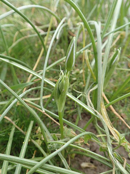 Ornithogalum angustifolium \ Schmalblttriger Milchstern / Narrow-Leaved Star of Bethlehem, D Frankfurt-Höchst 8.4.2017