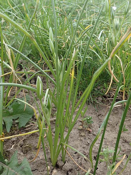 Ornithogalum angustifolium \ Schmalblttriger Milchstern / Narrow-Leaved Star of Bethlehem, D Frankfurt-Höchst 8.4.2017