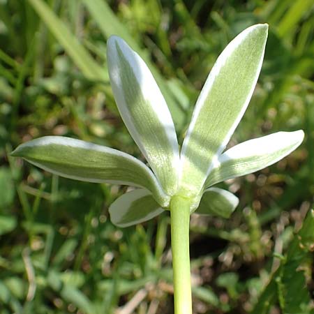 Ornithogalum divergens \ Spreizender Dolden-Milchstern / Lesser Star of Bethlehem, D Pforzheim 29.4.2017