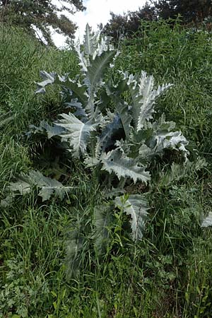 Onopordum acanthium \ Gewhnliche Esels-Distel / Cotton Thistle, D Erlenbach am Main 20.5.2017