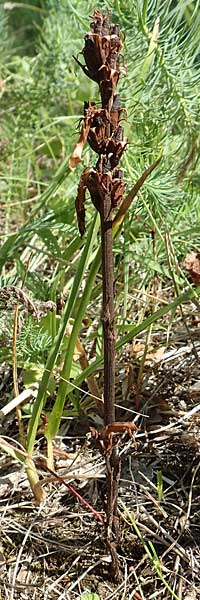 Orobanche artemisiae-campestris \ Panzer-Sommerwurz, Beifu-Sommerwurz / Wormwood Broomrape, D Bensheim 7.7.2017