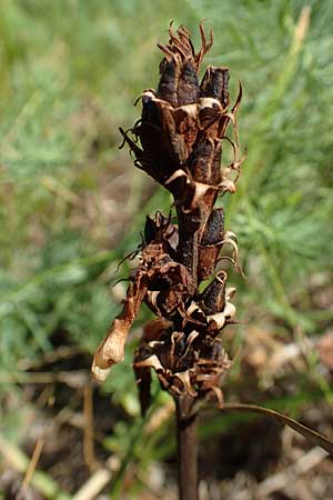 Orobanche artemisiae-campestris \ Panzer-Sommerwurz, Beifu-Sommerwurz / Wormwood Broomrape, D Bensheim 7.7.2017