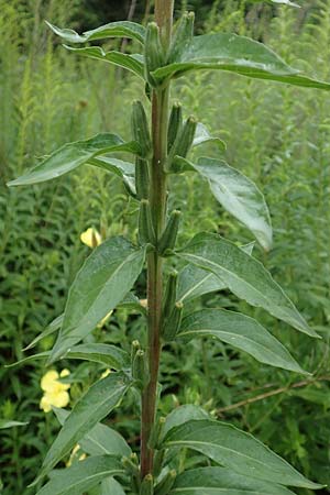 Oenothera x albivelutina \ Weischleier-Nachtkerze / White Veil Evening Primrose, D Jugenheim an der Bergstraße 25.7.2017