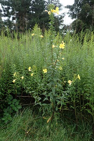 Oenothera x albivelutina \ Weischleier-Nachtkerze, D Jugenheim an der Bergstraße 25.7.2017