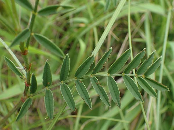 Onobrychis arenaria \ Sand-Esparsette / Hungarian Sainfoin, D Grünstadt-Asselheim 19.6.2018