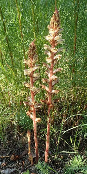 Orobanche artemisiae-campestris \ Panzer-Sommerwurz, Beifu-Sommerwurz / Wormwood Broomrape, D Bensheim 22.6.2019