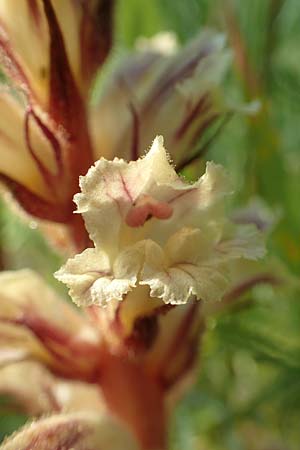 Orobanche artemisiae-campestris \ Panzer-Sommerwurz, Beifu-Sommerwurz / Wormwood Broomrape, D Bensheim 22.6.2019