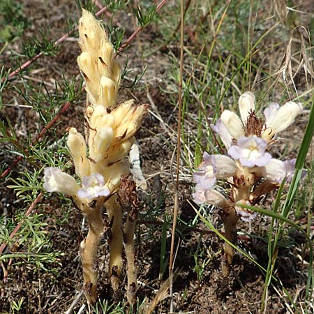 Phelipanche arenaria \ Sand-Sommerwurz / Wormwood Broomrape, D Seeheim an der Bergstraße 24.6.2019