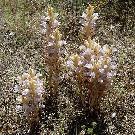 Phelipanche arenaria \ Sand-Sommerwurz, D Seeheim an der Bergstraße 24.6.2019