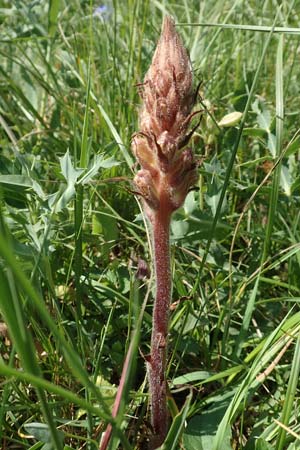 Orobanche amethystea \ Amethyst-Sommerwurz, D Ketsch 21.5.2020