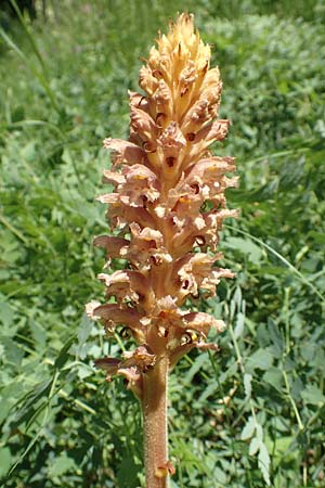 Orobanche alsatica subsp. alsatica \ Elssser Sommerwurz, D Bruchsal 27.5.2020