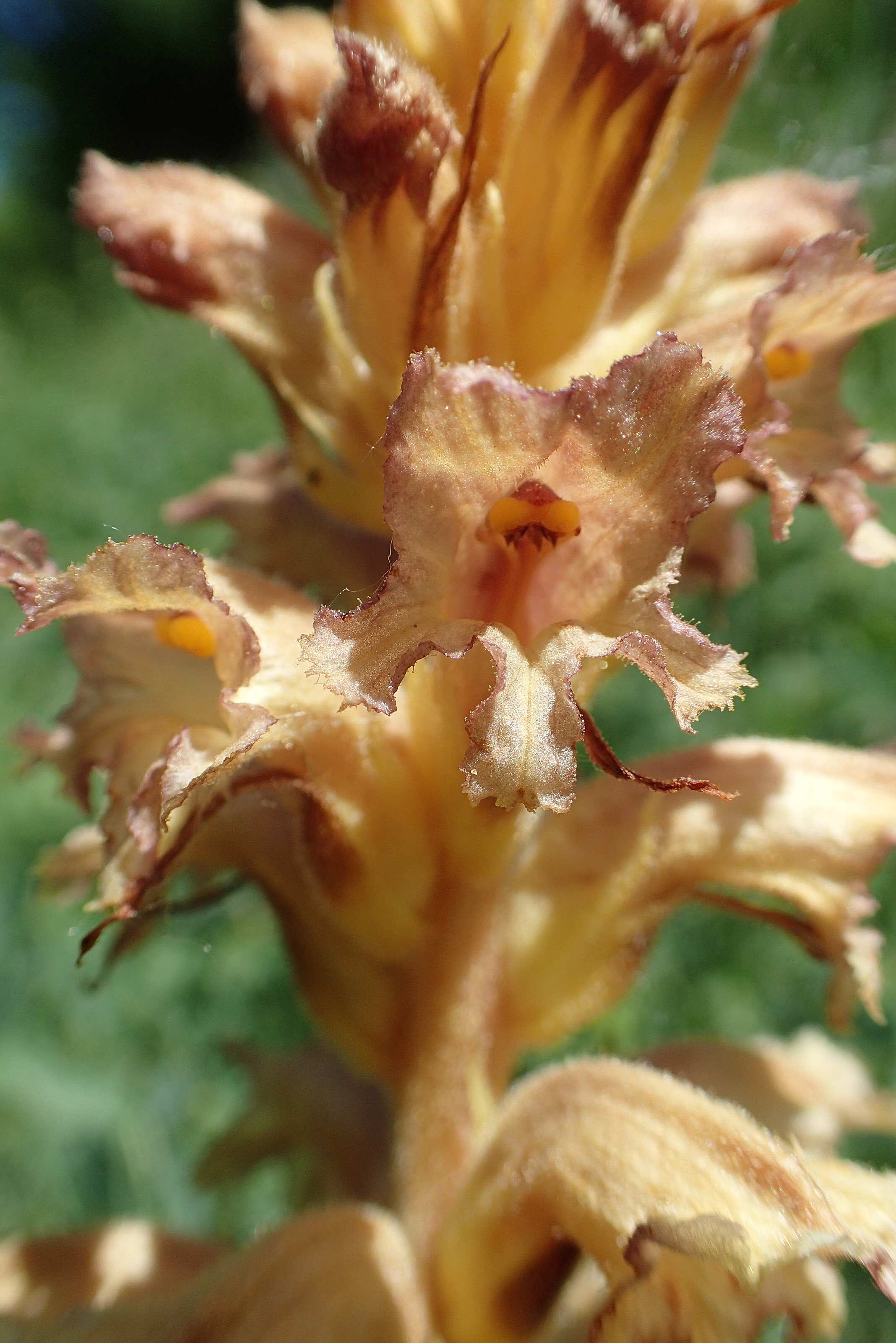 Orobanche alsatica subsp. alsatica \ Elssser Sommerwurz / Alsatian Broomrape, D Bruchsal 27.5.2020