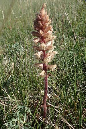 Orobanche amethystea \ Amethyst-Sommerwurz / Seaholly Broomrape, D Grünstadt-Asselheim 28.5.2020