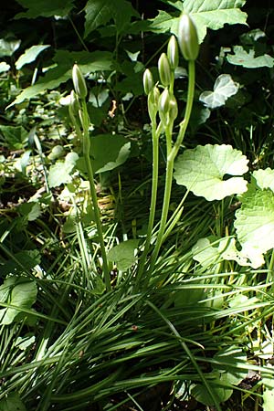 Ornithogalum angustifolium \ Schmalblttriger Milchstern, D Ludwigshafen 17.5.2021