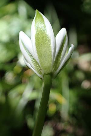 Ornithogalum angustifolium \ Schmalblttriger Milchstern / Narrow-Leaved Star of Bethlehem, D Ludwigshafen 17.5.2021