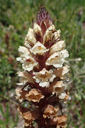 Orobanche amethystea \ Amethyst-Sommerwurz / Seaholly Broomrape, D Sasbach am Kaiserstuhl 1.6.2021