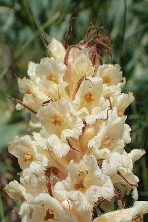 Orobanche amethystea \ Amethyst-Sommerwurz / Seaholly Broomrape, D Grünstadt-Asselheim 16.6.2021