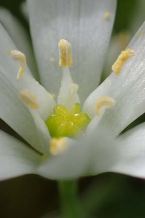 Ornithogalum angustifolium \ Schmalblttriger Milchstern / Narrow-Leaved Star of Bethlehem, D Amorbach 24.5.2023