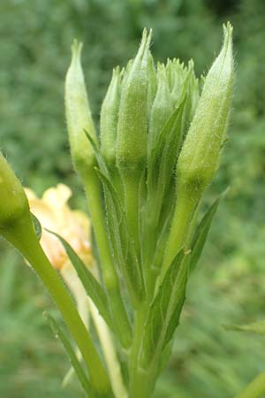 Oenothera biennis \ Gewhnliche Nachtkerze / Common Evening Primrose, D Malsch 27.7.2017