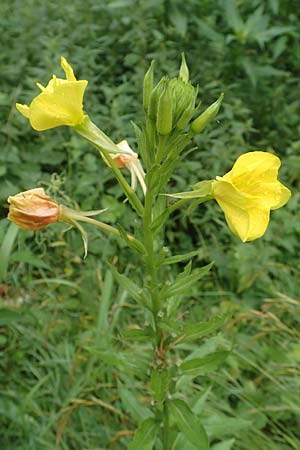 Oenothera biennis \ Gewhnliche Nachtkerze, D Malsch 27.7.2017