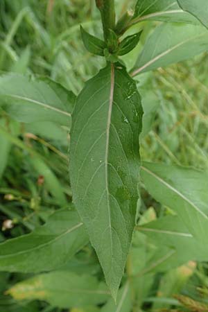 Oenothera biennis \ Gewhnliche Nachtkerze, D Malsch 27.7.2017