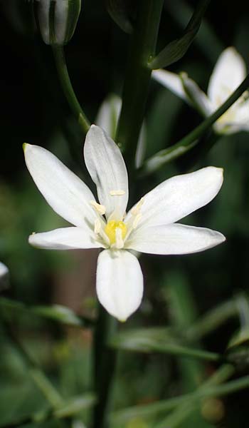 Ornithogalum brevistylum \ Kurzgriffeliger Milchstern, D Weinheim an der Bergstraße 16.6.2022