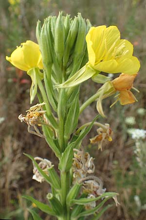 Oenothera cambrica \ Walisische Nachtkerze / Welsh Evening Primrose, D Mörfelden-Walldorf 29.6.2018