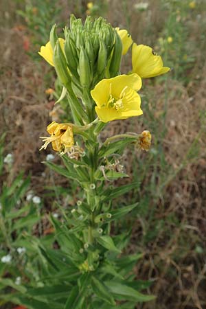 Oenothera cambrica \ Walisische Nachtkerze / Welsh Evening Primrose, D Mörfelden-Walldorf 29.6.2018