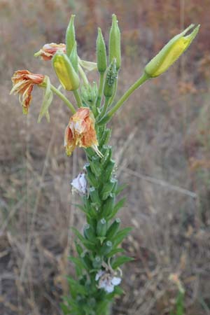 Oenothera casimiri \ Casimirs Nachtkerze, D Waghäusel-Wiesental 4.7.2018