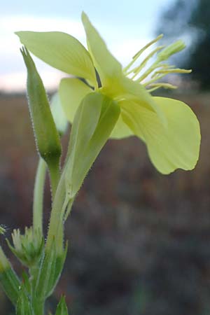 Oenothera casimiri \ Casimirs Nachtkerze / Casimir's Evening Primrose, D Waghäusel-Wiesental 4.7.2018