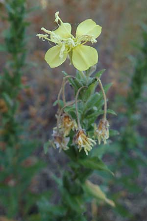 Oenothera casimiri \ Casimirs Nachtkerze / Casimir's Evening Primrose, D Waghäusel-Wiesental 4.7.2018