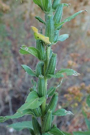 Oenothera casimiri \ Casimirs Nachtkerze, D Waghäusel-Wiesental 4.7.2018